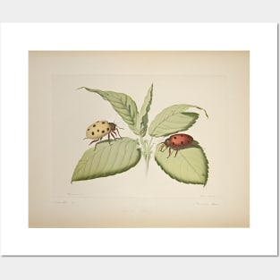 Ladybirds Vintage Posters and Art